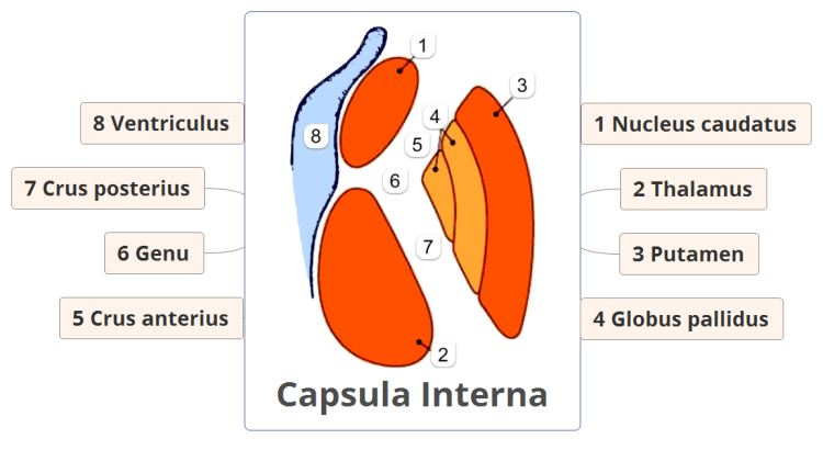 epub diseases of the nose throat and ear for