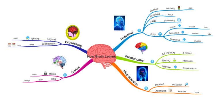 How the Brain Learns New Content mind map Biggerplate