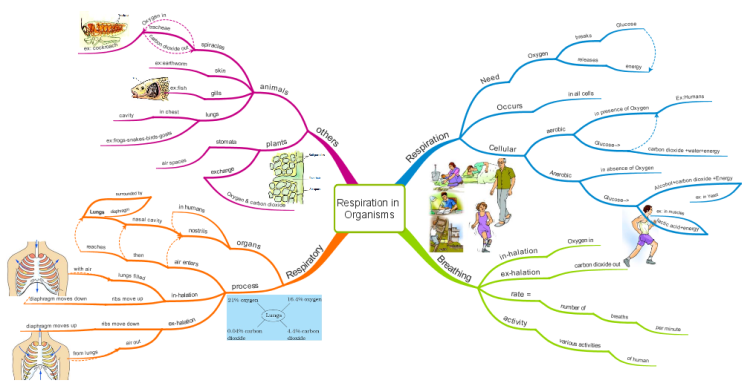 Mind Map Cellular Respiration Class 7 Science Respiration In Organisms (Www.educe.org): Imindmap ... |  Biggerplate