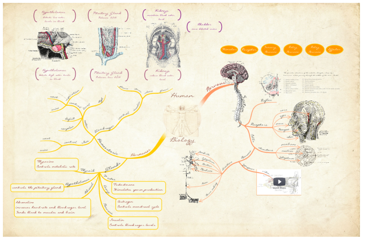 Human Biology - Nerves &amp; Hormones