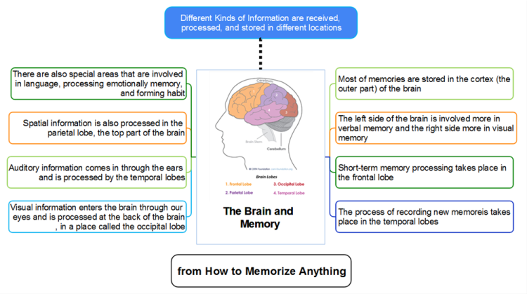 The Brain and Memory