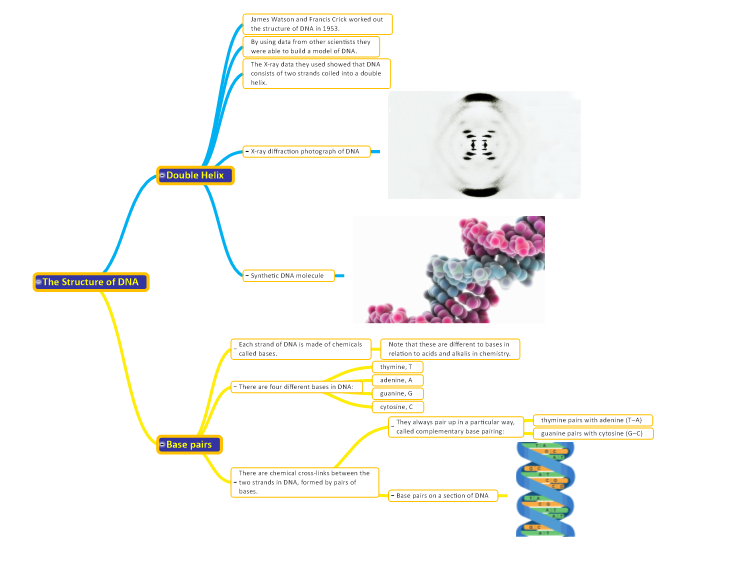  The Structure of DNA WcTDs2HF_The-Structure-of-DNA-mind-map