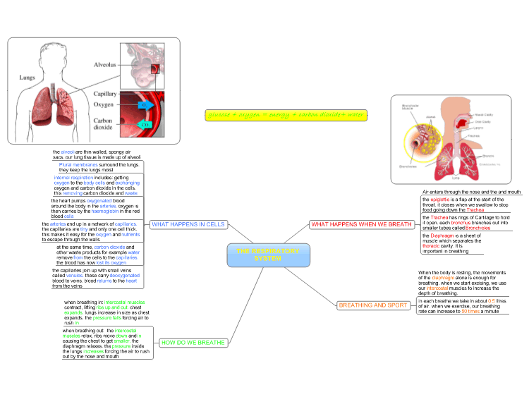 MindManager: Respiratory System Mind Map mind map | Biggerplate