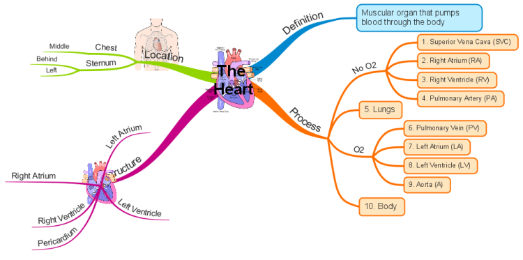 Human Heart Map