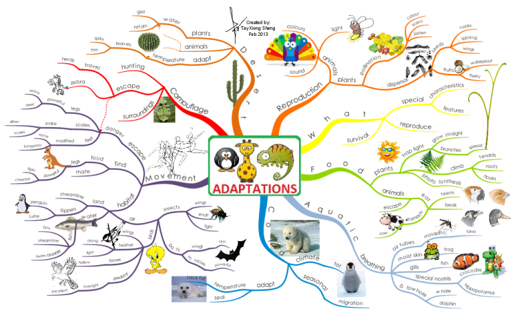 Adaptations