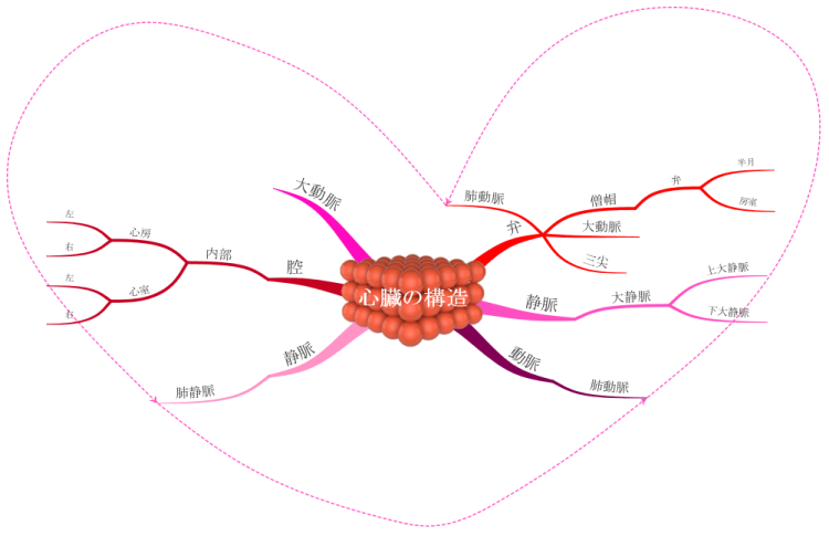 Heart Structure 日本語版