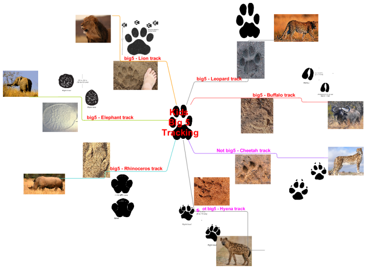 Kids Big 5 Tracking [For kids of 7 - 13yrs, made in South Africa]