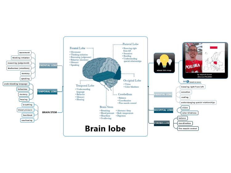 Brain lobe