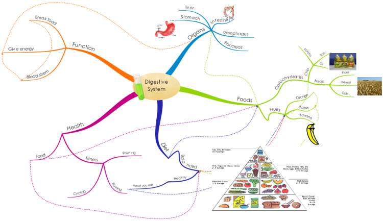 Digestive System by Rory: iMindMap mind map template | Biggerplate