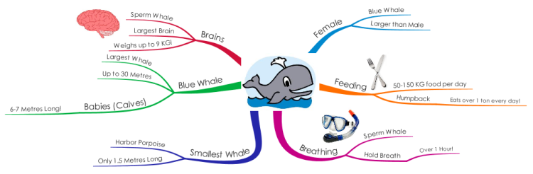 Mind Mapping a Whale!