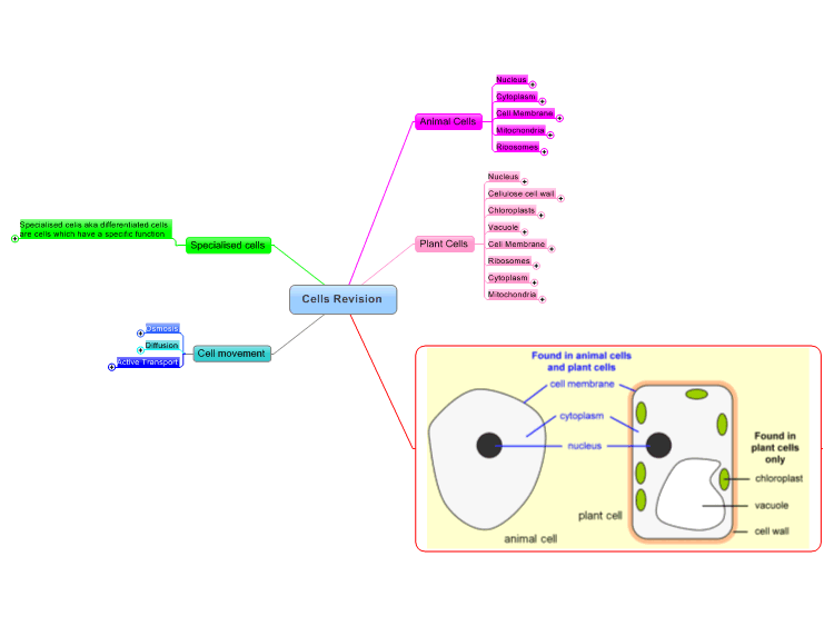 Mind Map On Cell Gcse Cells Revision: Mindmanager Mind Map Template | Biggerplate