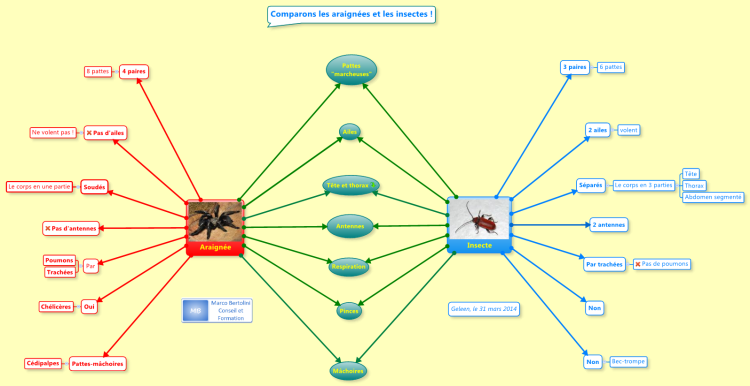 Carte double-bulle : comparons les araign&#233;es et les insectes