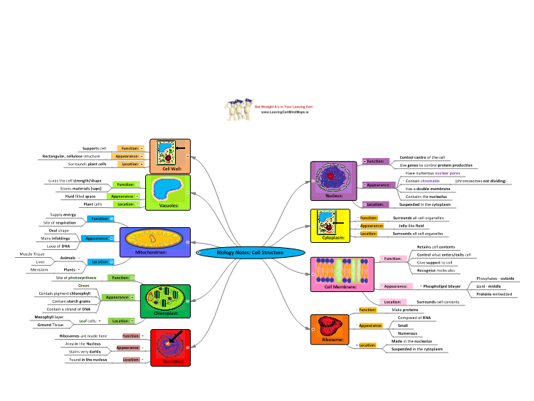 Biology Notes: Cell Structure: MindGenius mind map template | Biggerplate